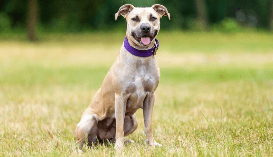 Hospital veterinario Kaas